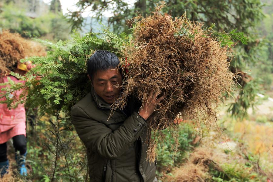 湖南桂東：紅豆杉培育使農(nóng)戶走上致富路