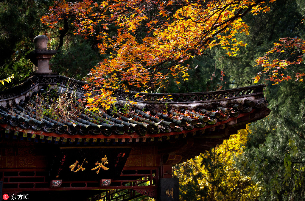 北京香山景區(qū)觀紅葉正好 游客絡(luò)繹不絕