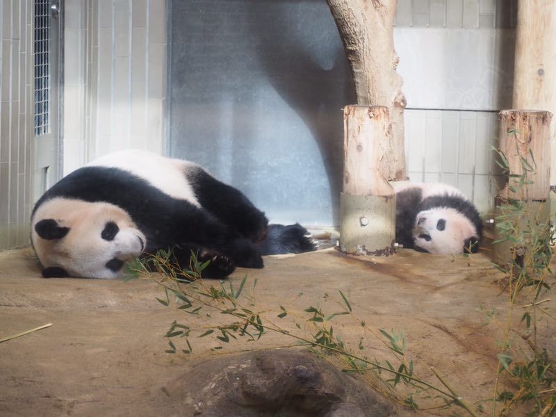 上野動(dòng)物園大熊貓女兒香香首度亮相