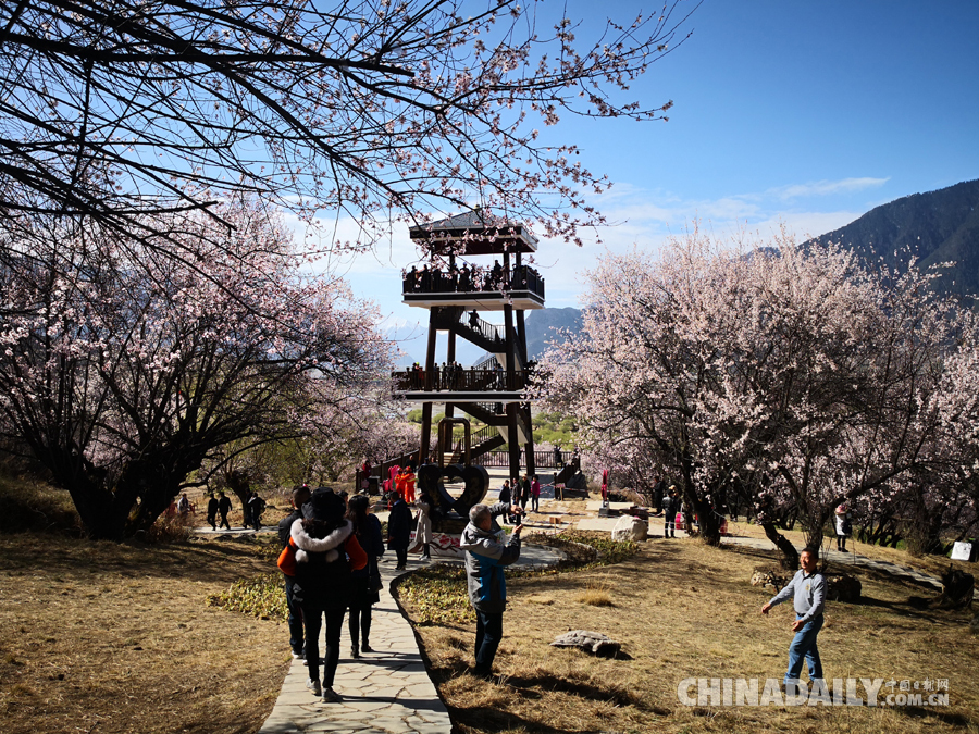 西藏林芝第十六屆桃花旅游文化節(jié)開幕