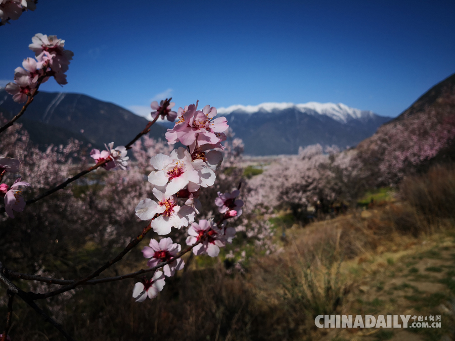 西藏林芝第十六屆桃花旅游文化節(jié)開幕