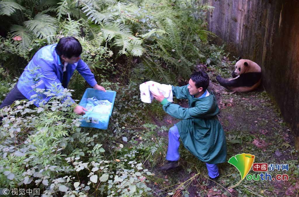 汶川地震十周年 實拍中國大熊貓保護研究中心新面貌