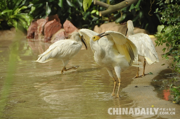 廣東長(zhǎng)隆華南珍稀野生動(dòng)物物種保護(hù)中心成功繁育珍稀鳥(niǎo)類朱鹮