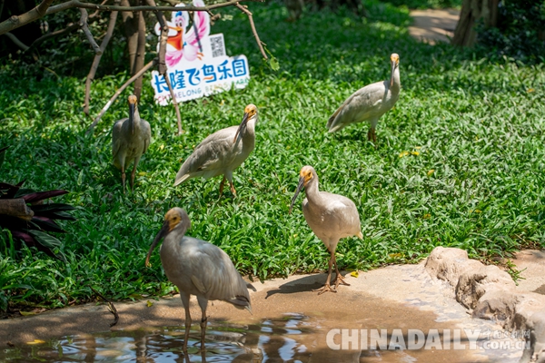 廣東長(zhǎng)隆華南珍稀野生動(dòng)物物種保護(hù)中心成功繁育珍稀鳥(niǎo)類朱鹮