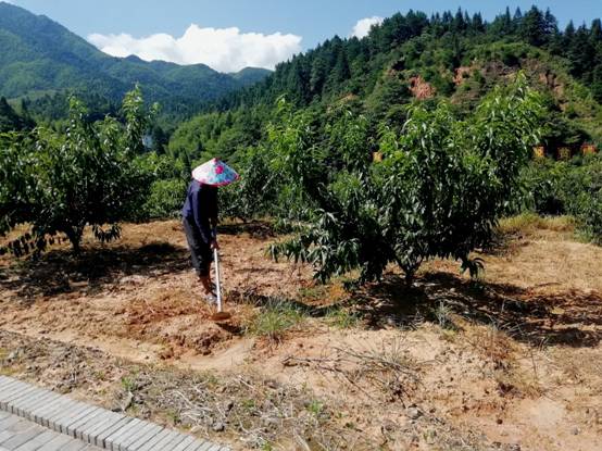 【脫貧攻堅在行動】江西井岡山：農民變股東，合作經營模式拓寬農民收入渠道