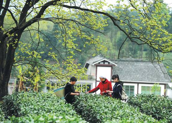 【大江奔流——來自長江經(jīng)濟帶的報道】貴州遵義核桃壩村：彌漫著茶香的富裕生活