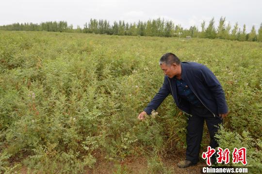 中國第七大沙漠治理沙化 沙漠種植創(chuàng)收