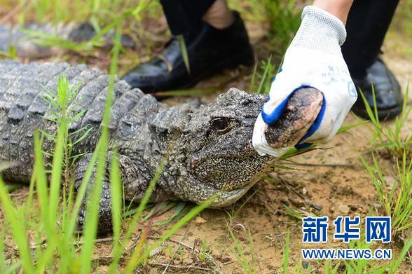 萌翻了！長江沿線的珍稀動物你知道幾個？